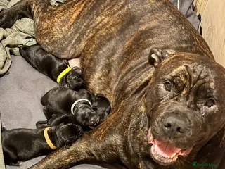 Mixed Breed dogs Presa Canario/Cane Corso Puppies - Advert 3