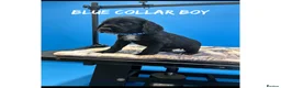 Cocker Spaniel dogs for sale: Working cocker spaniel puppies  - Advert 11