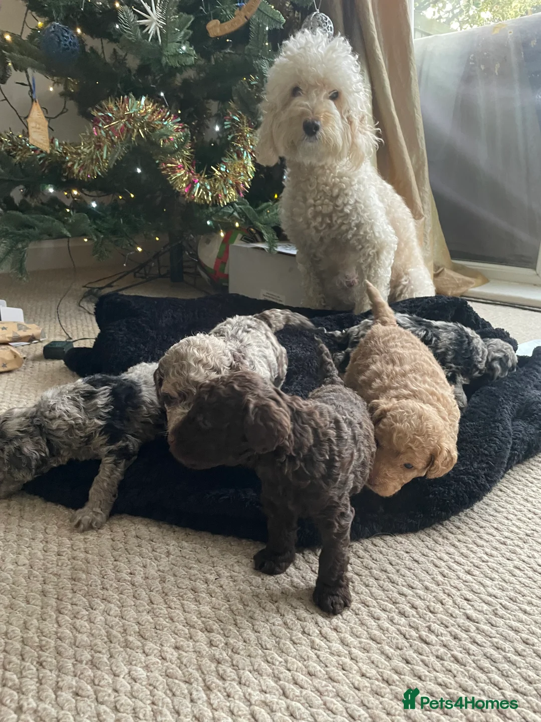 Cockapoo dogs for sale: Cockapoo F1b Puppies born 8 December  - Advert 7