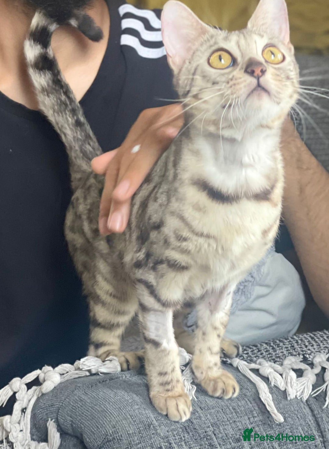 Bengal cats for sale: Stunning 2 YO Bengal Girl Looking for Forever Home - Image 6