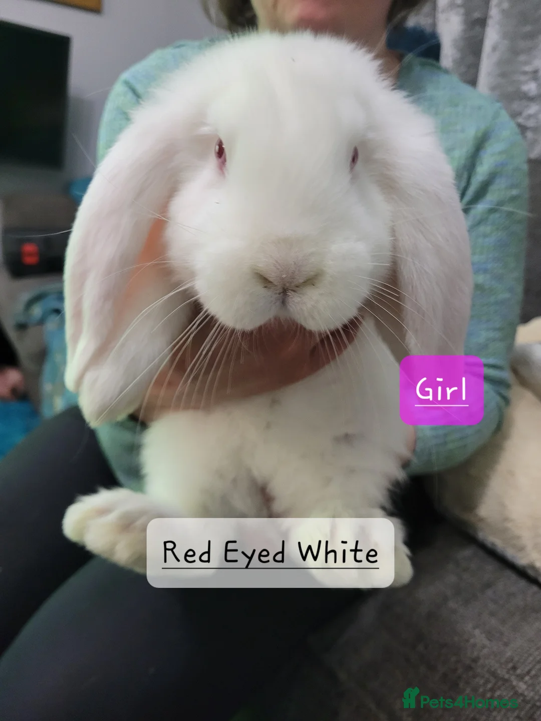 French Lop rabbits for sale: Pure Bred French Lop babies - Advert 6