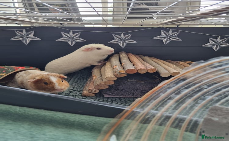Guinea Pig rodents - Advert 1