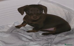 Miniature Dachshund dogs for stud: MINI DASCHUND FOR STUD - Advert 3