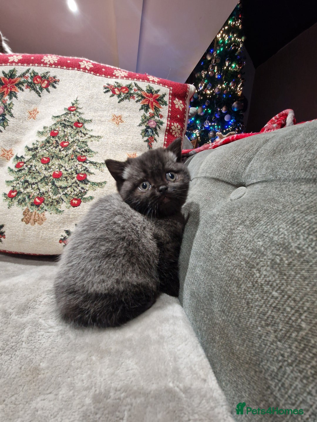 British Shorthair cats for sale: British Shorthair Kittens - Advert 9