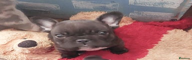 French Bulldog Puppy 1