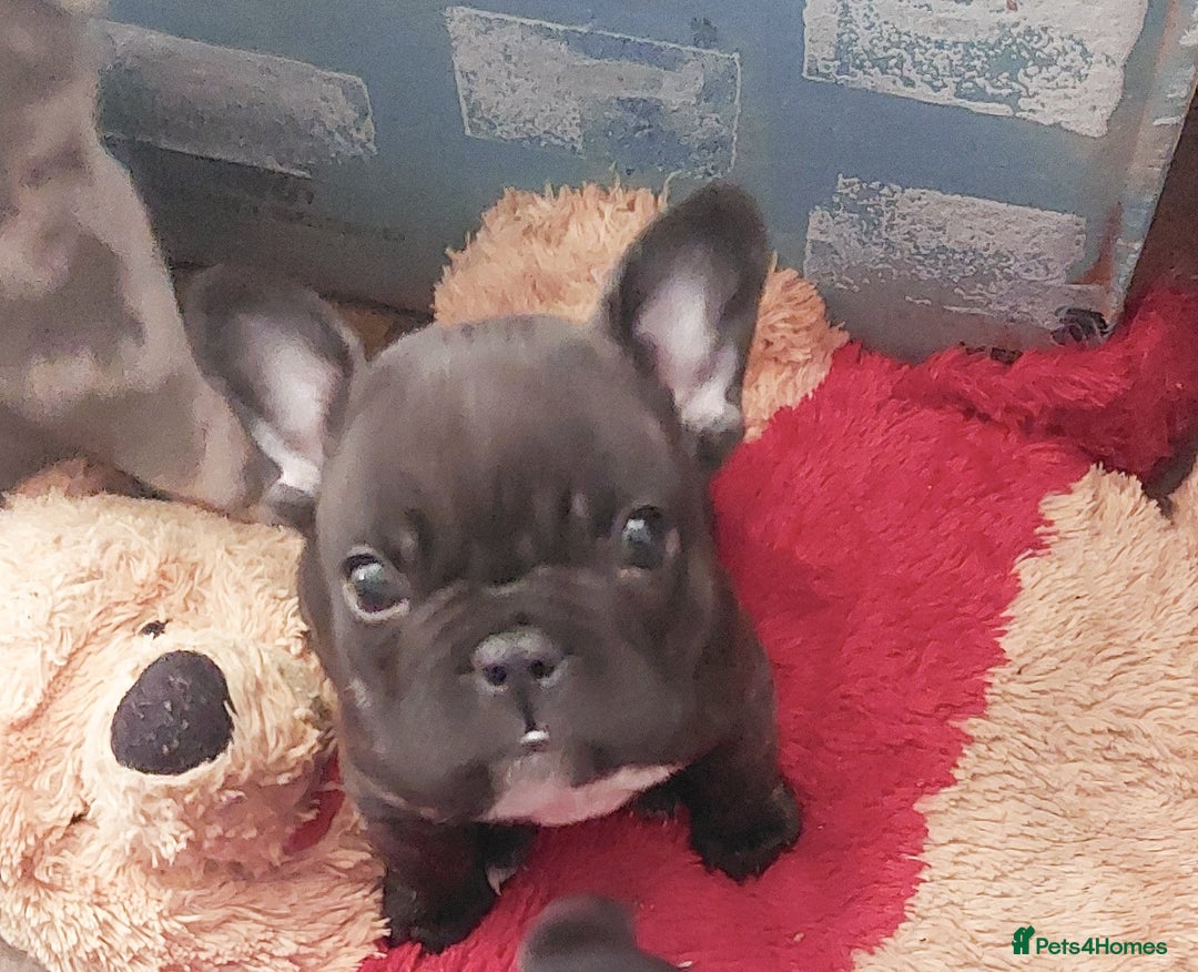 French Bulldog dogs for sale: 2 female french bulldog puppies merle  - Advert 7