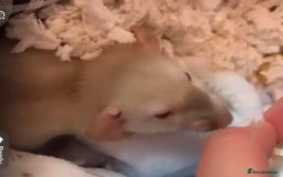 Rat rodents for sale: 3 adorable male Dumbo Rats - Image 12