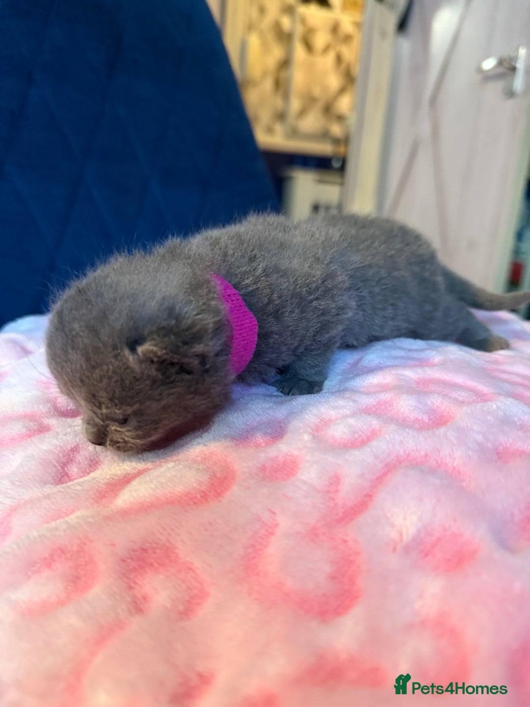 British Shorthair cats for sale: Pure British Shorthair Champion line 🥇🏆😻  - Image 4