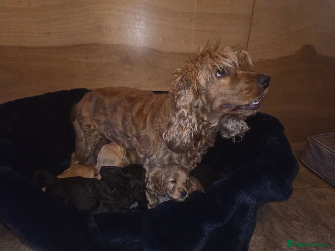 Cockapoo dogs for sale: Stunning cockapoo puppies for sale - Advert 39
