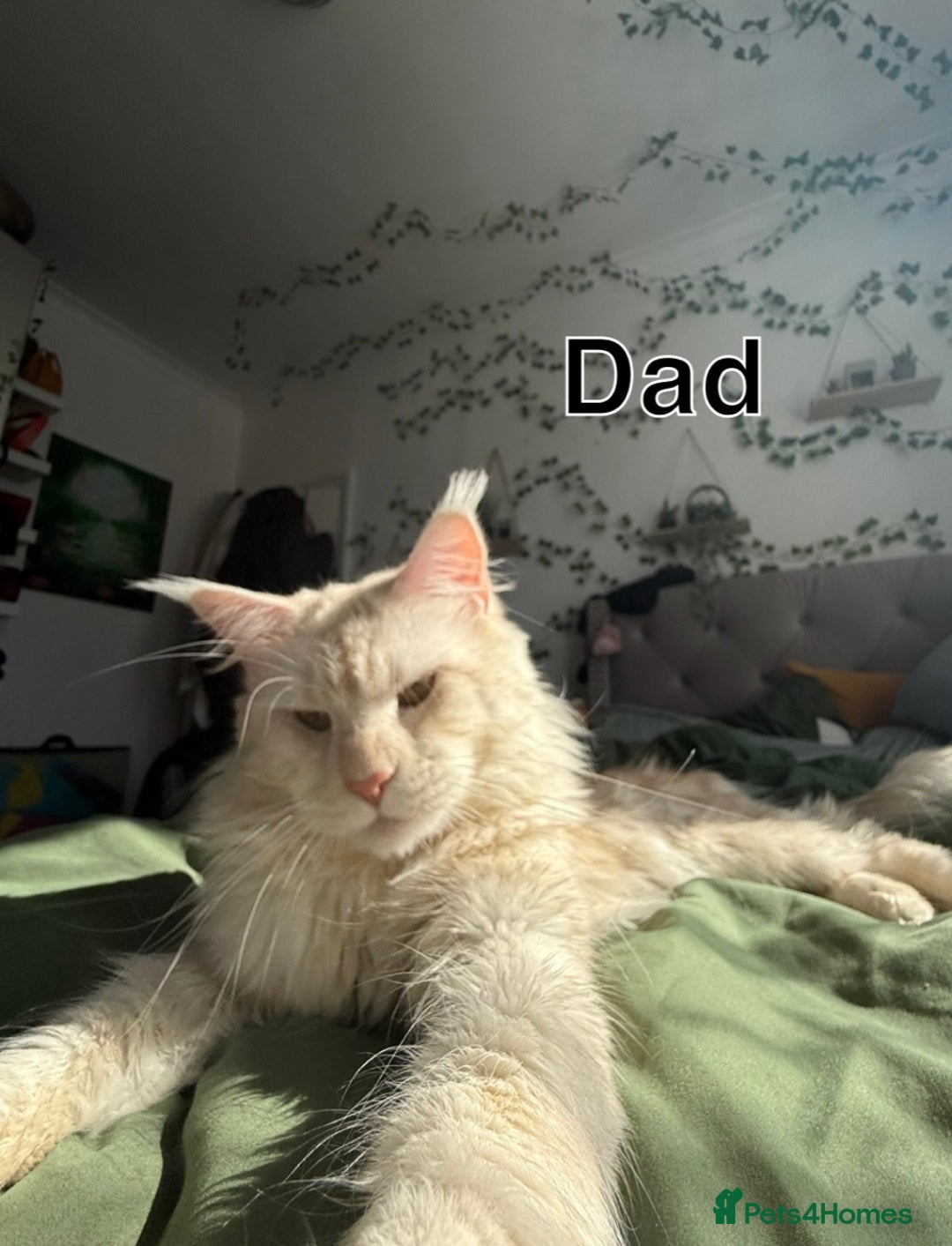 Maine Coon cats for sale: Gorgeous full breed Maine Coon kittens - Image 4