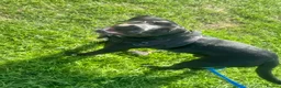 Mixed Breed dogs for sale: Lab X Staffy X Springer spaniel  - Advert 5