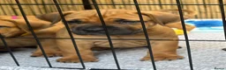 Boerboel dogs for sale: Elite Guard Neema X Spartan Dutch - Advert 4