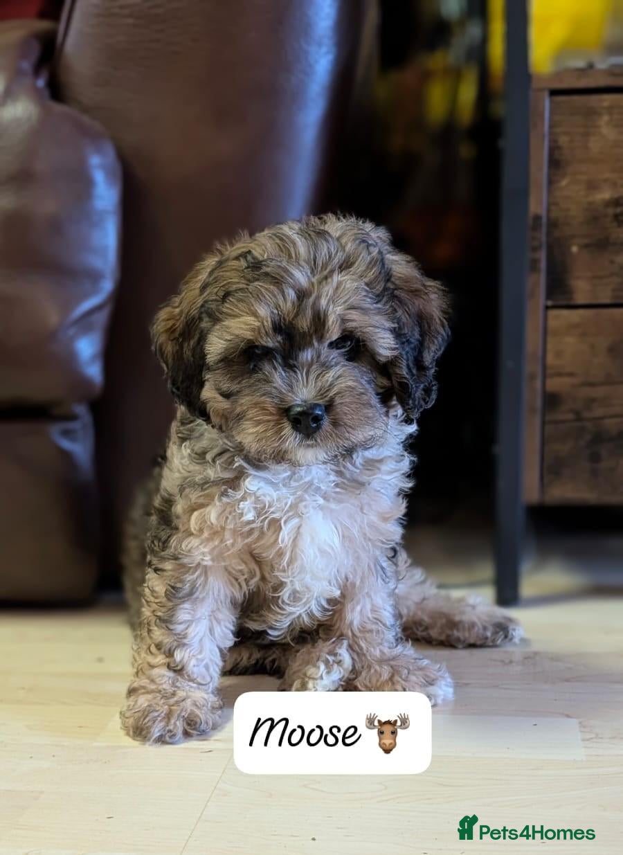 Cavapoochon dogs Cavapoochons last pup. - Advert 2