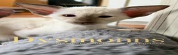 Oriental cats for sale: Last girl available-TICA - Advert 2