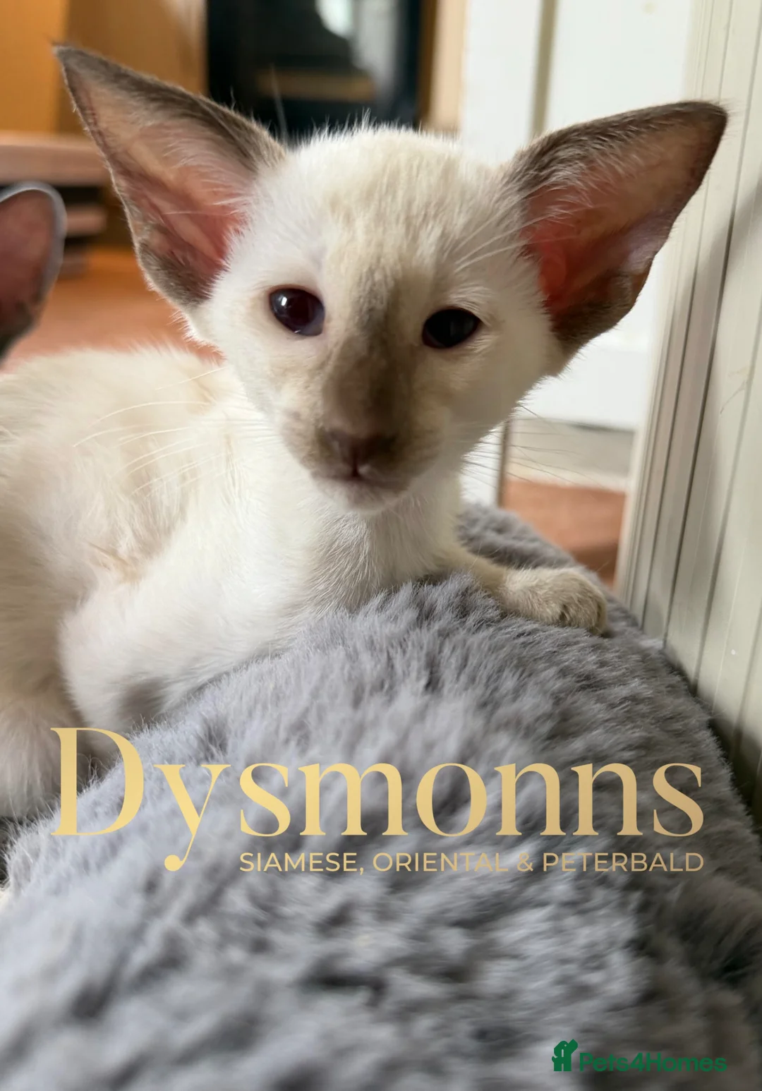 Oriental cats for sale: Last girl available-TICA - Advert 2