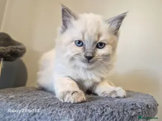 Ragdoll cats beautiful Ragdoll kittens – 2 boys and 1 girl. - Advert 12