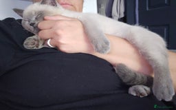 British Shorthair cats for sale: Male British shorthair - Image 3