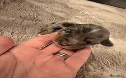 Mixed Breed dogs for sale: Stunning Merle chihuahua 2 girls ready 22nd dec - Advert 14