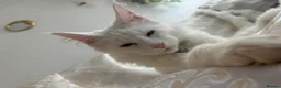 Maine Coon cats for sale: White female Maincoon  - Advert 5