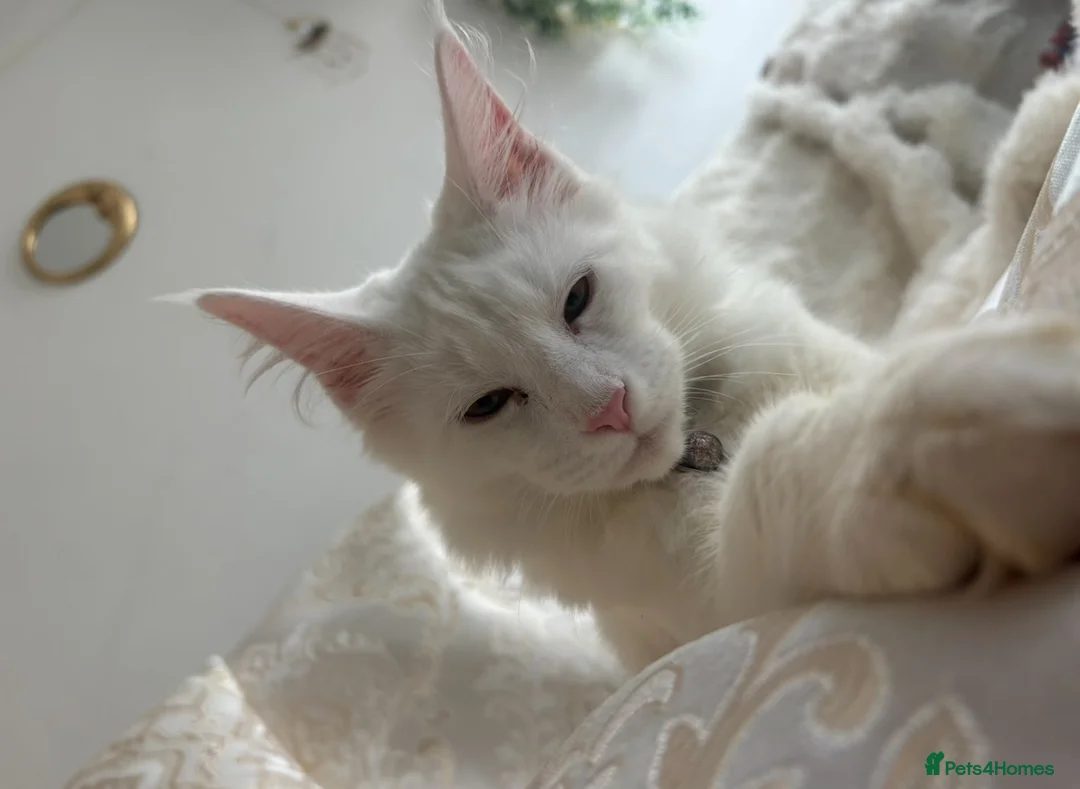 Maine Coon cats for sale: White female Maincoon  - Advert 5