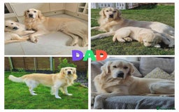 Golden Retriever dogs for sale: Beautiful Golden Retriever Puppies For Sale - Image 11