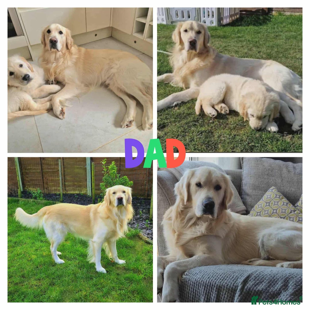 Golden Retriever dogs for sale: Beautiful Golden Retriever Puppies For Sale - Image 11