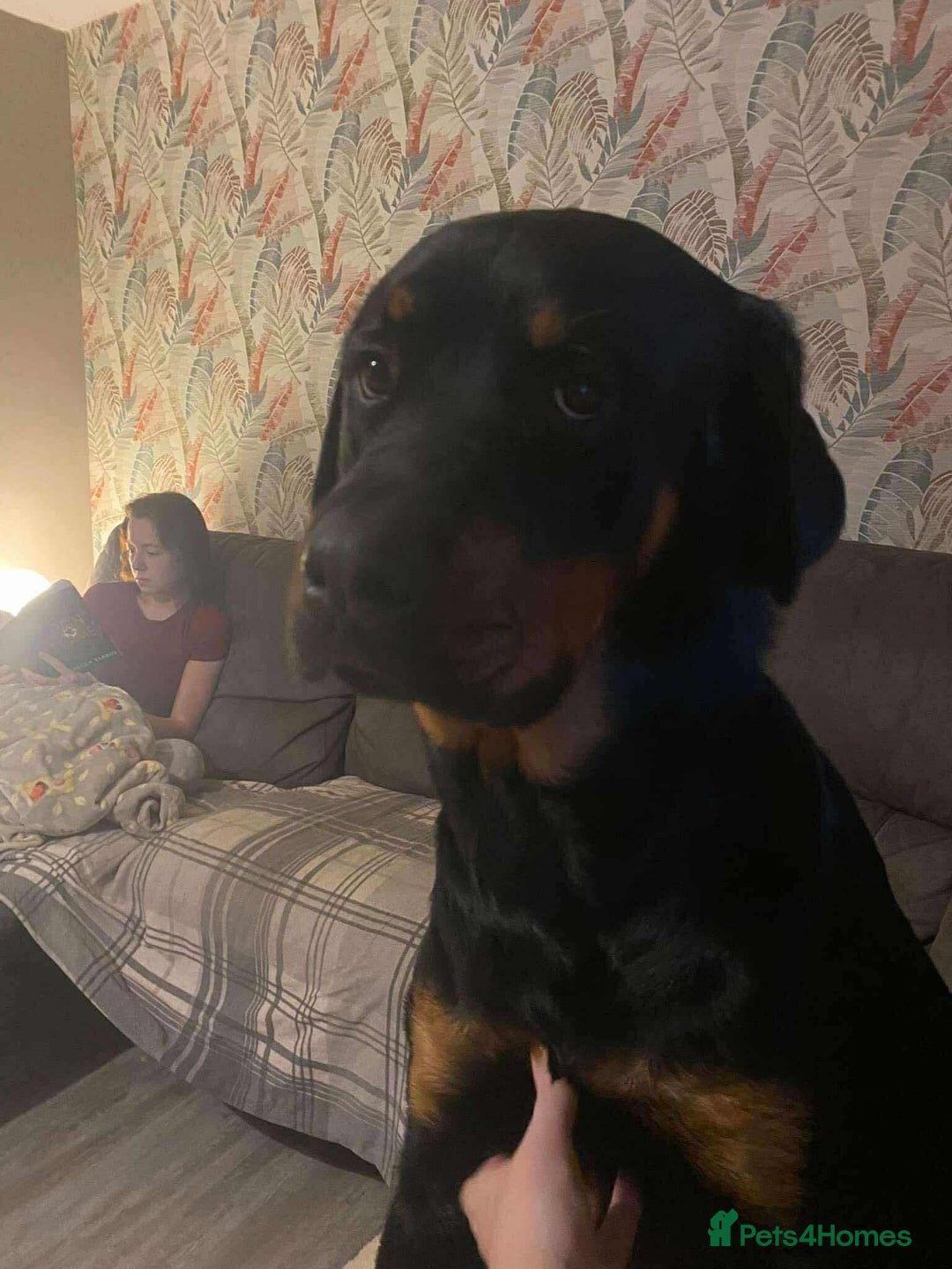 Mixed Breed dogs for sale:  Beautiful natured girl - Advert 7