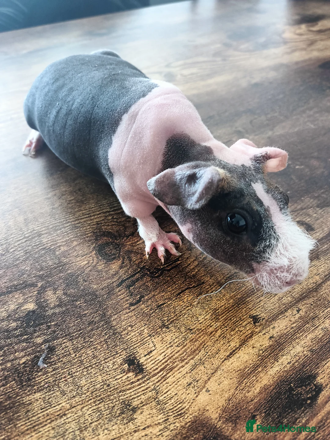 Guinea Pig rodents for sale: Skinny pigs  in Ipswich - Advert 1
