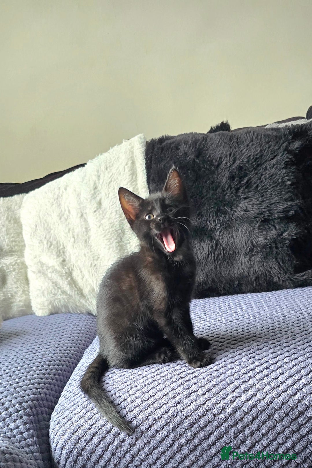 Mixed Breed cats for sale: Three boys looking for forever loving home  - Advert 15