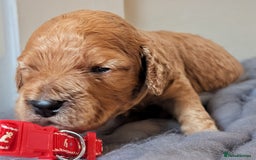 Cockapoo dogs for sale: Stunning F1 Show Toy Red Cockapoo puppies DNA ✔️ - Advert 14