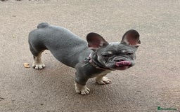 Mixed Breed dogs for sale: French bulldog x cocker spaniel pups - Advert 4