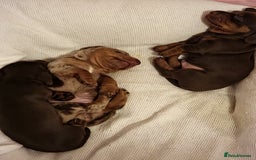 Miniature Dachshund dogs for sale: Miniature Dachshund puppies. Readying Soon! - Image 8