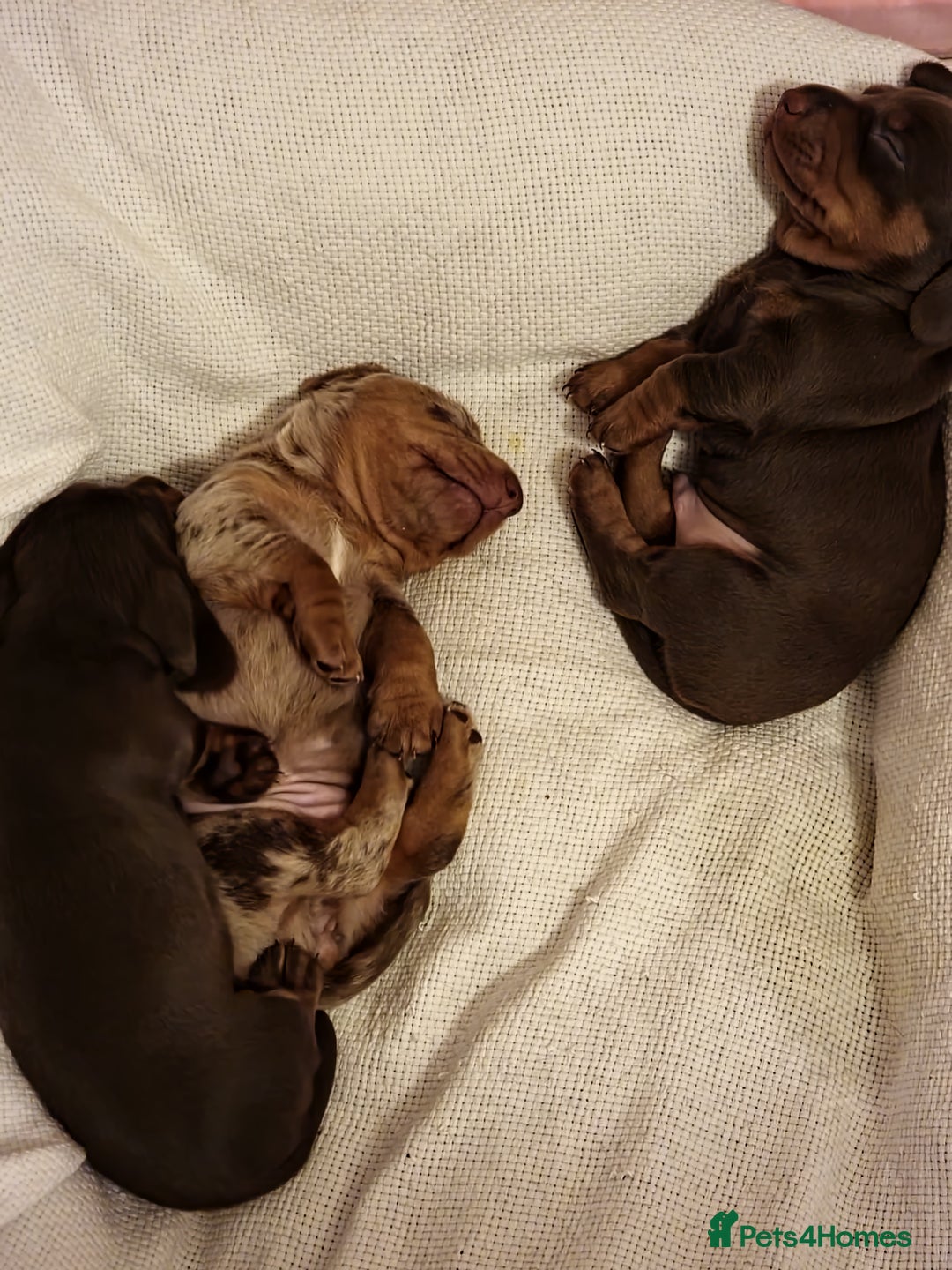 Miniature Dachshund dogs for sale: Miniature Dachshund puppies. Readying Soon! - Image 8