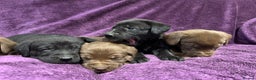 Labrador Retriever dogs for sale: Black Labrador Puppies, 5* Licensed Breeder - Advert 14