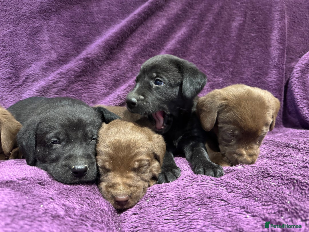 Labrador Retriever dogs for sale: Black Labrador Puppies, 5* Licensed Breeder - Advert 14