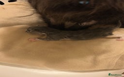 Maine Coon cats for sale: Mainecoon Male Kitten - Image 4