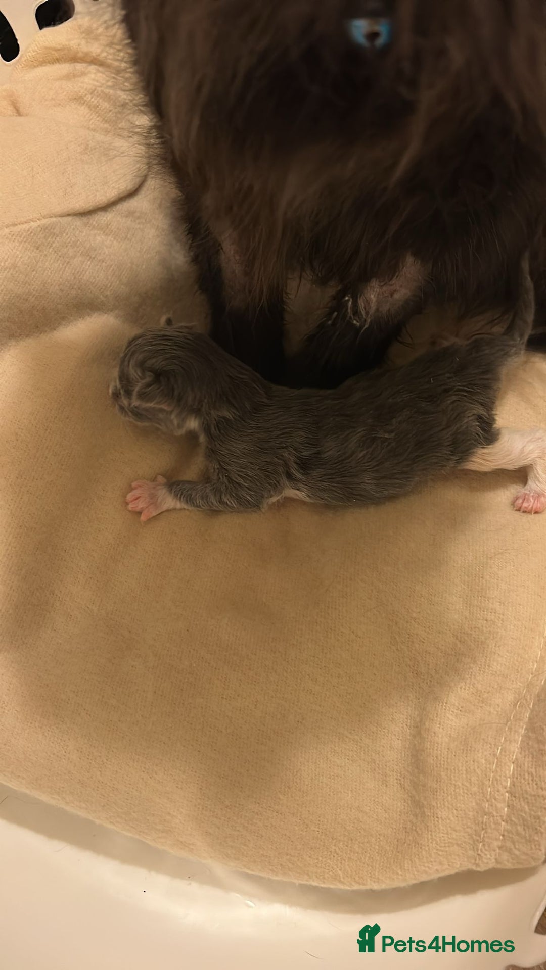 Maine Coon cats for sale: Mainecoon Male Kitten - Image 4