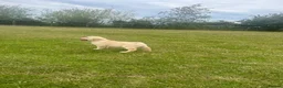 Golden Retriever dogs for sale: Beautiful litter of golden retrievers available  - Advert 8