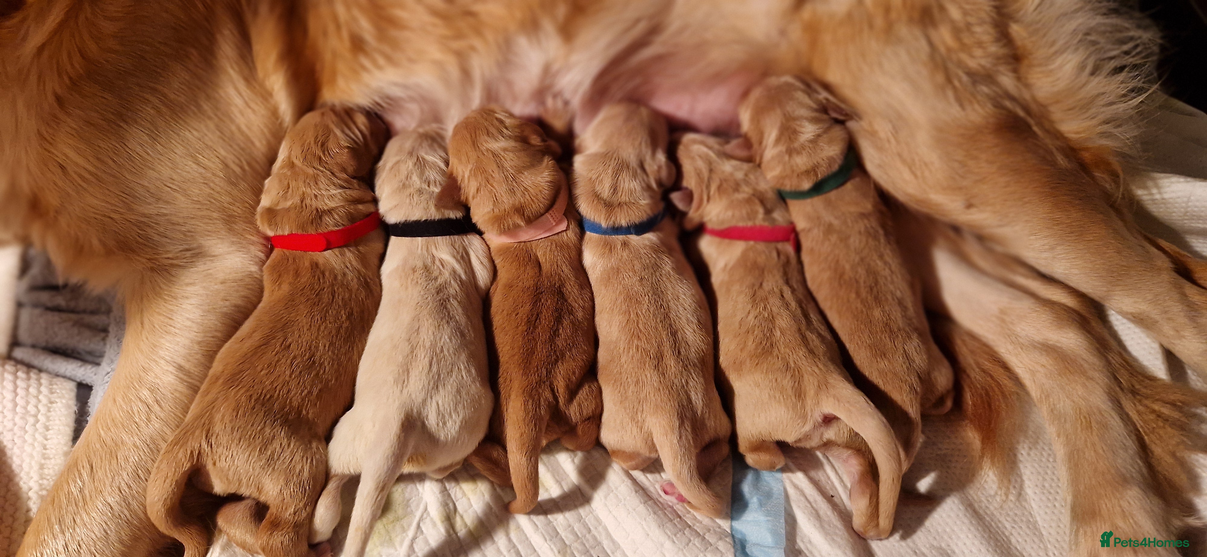 Golden Retriever dogs Beautiful Golden Retriever puppies! - Advert 6