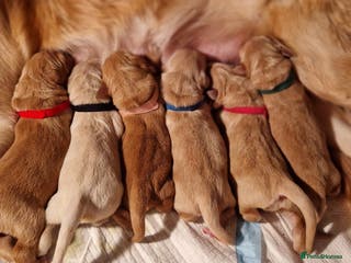 Golden Retriever dogs Beautiful Golden Retriever puppies! - Advert 6