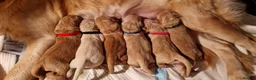 Golden Retriever dogs for sale: Golden Retriever puppies- 3 weeks old - Advert 1