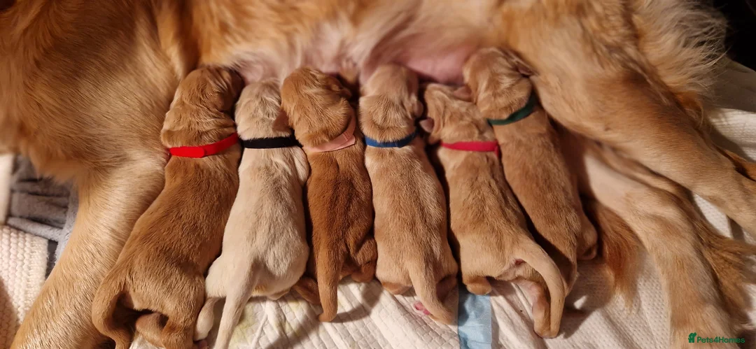 Golden Retriever dogs for sale: Golden Retriever puppies- 3 weeks old - Advert 1