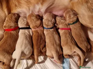 Golden Retriever dogs Beautiful Golden Retriever puppies! - Advert 6