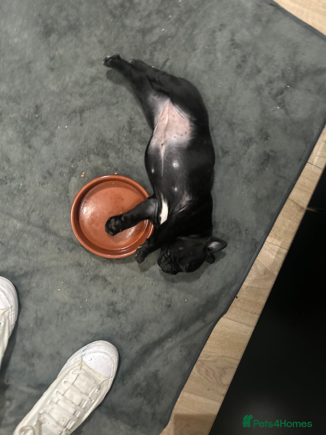 Mixed Breed dogs for sale: Mix French bulldog X American bulldog - Image 6