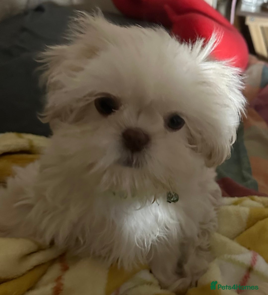 Shih Tzu dogs for sale: Lavender White Imperial Shih Tzu Puppies - Advert 1