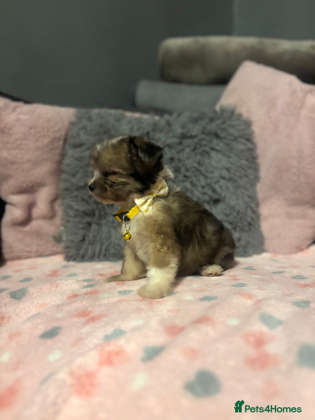Mixed Breed dogs for sale: Lhasa apso x chorkie  - Image 6