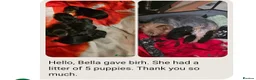 Yorkshire Terrier dogs for stud: Tiny Miniature Experienced Yorkshire Terrier Stud  - Advert 10
