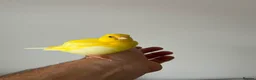 Canaries birds for sale: Adult and hand reared young canaries - Advert 13