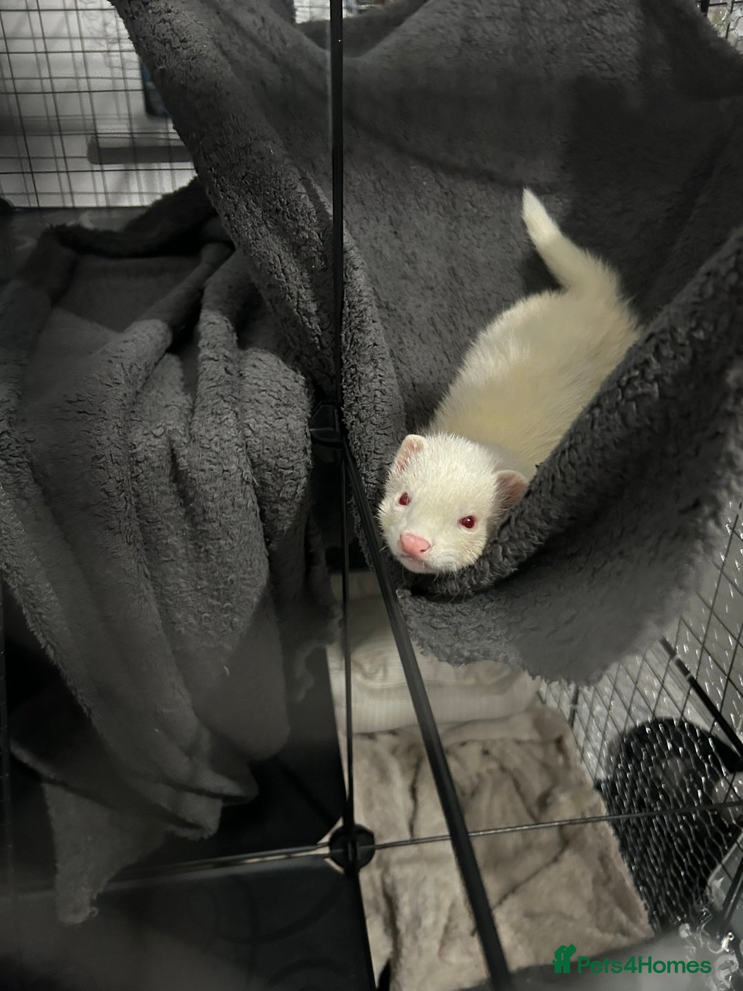 Ferret rodents for sale: 19-week old albino ferret - Advert 4
