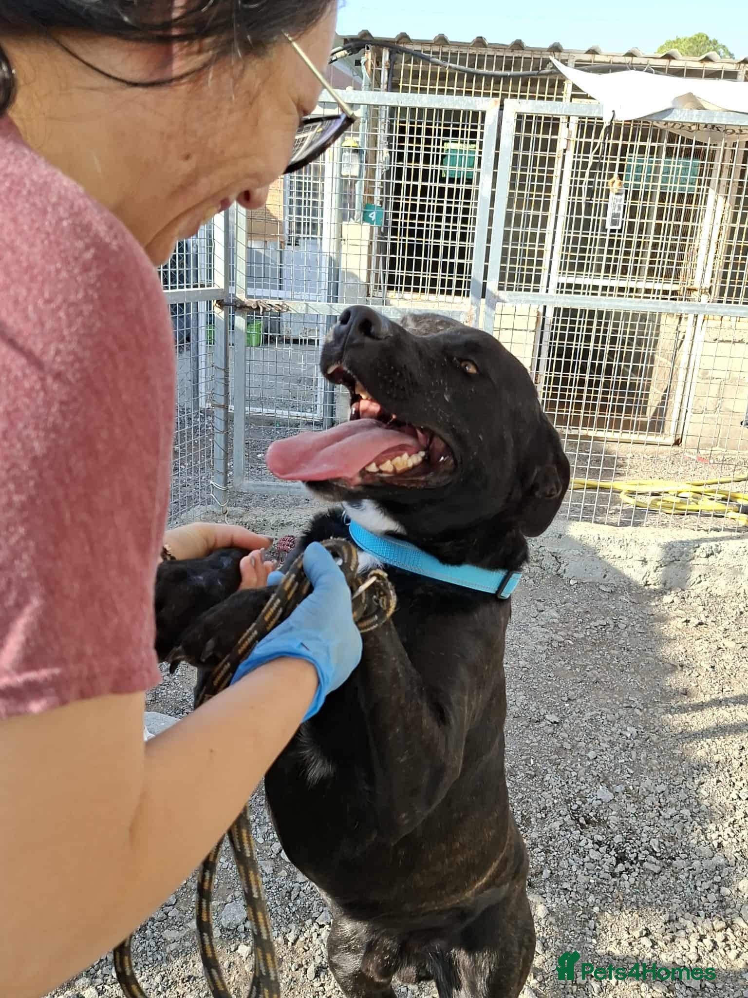 Mixed Breed dogs for adoption: Kofi foster or adopt please - Advert 8